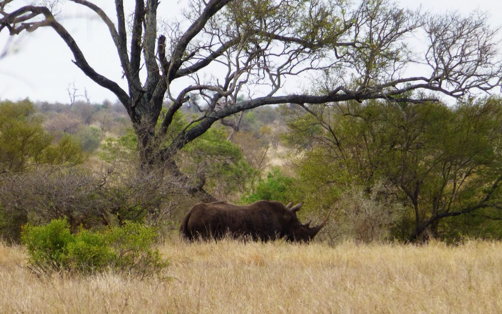 4 dgn Trip met Safari in NP Kruger - Johannesburg - Zuid Afrika