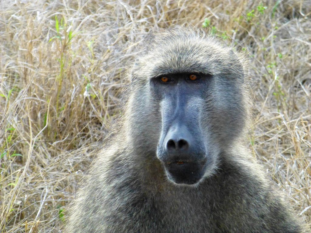 Op Safari in Krugerpark vanuit Johannesburg - Zuid Afrika - Bezoek Kruger NP