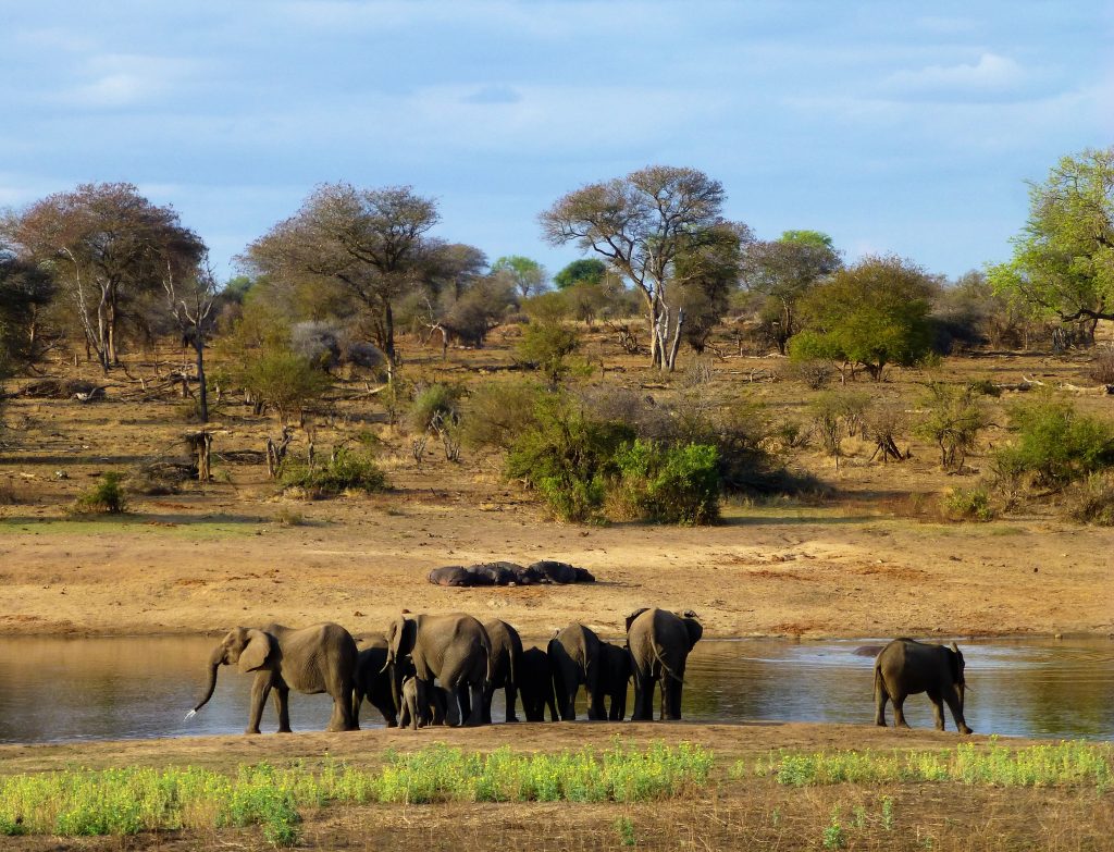 4 dgn Trip met Safari in NP Kruger - Johannesburg - Zuid Afrika