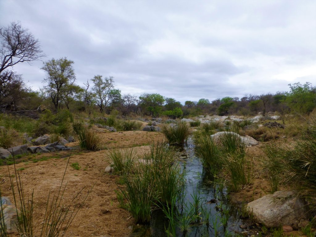 4 dgn Trip met Safari in NP Kruger - Johannesburg - Zuid Afrika 