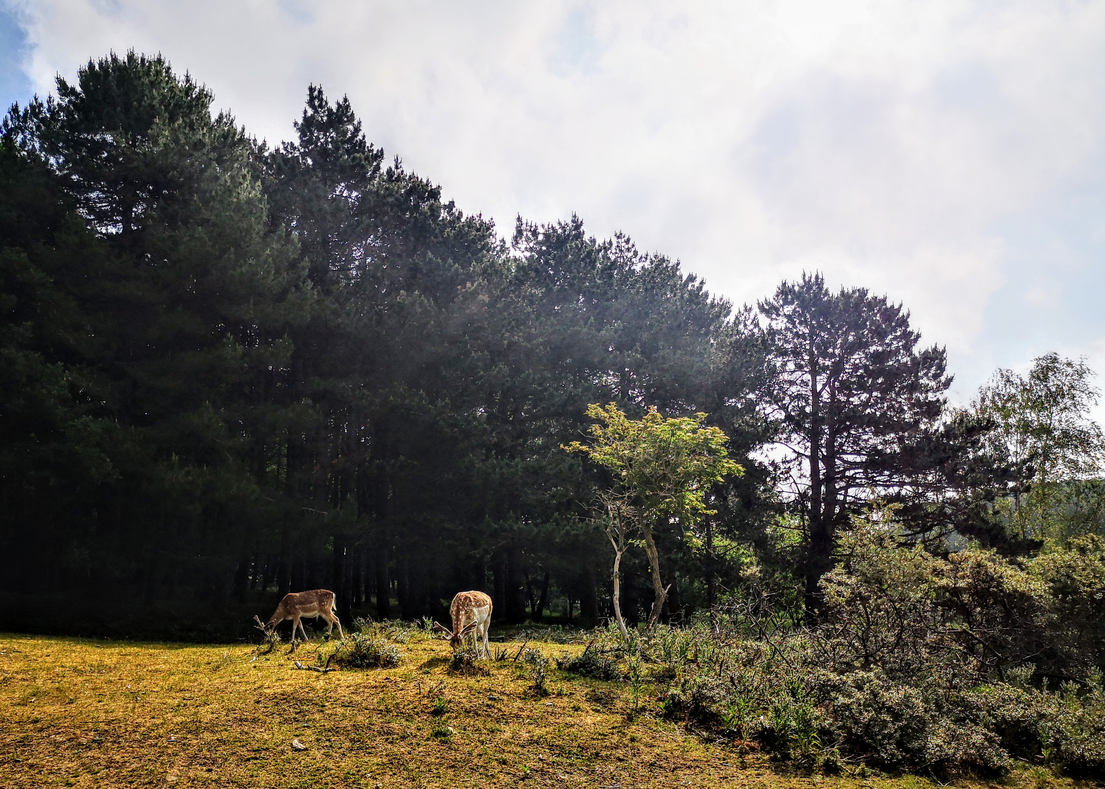 Hiking the Dutch Coastal path 2 