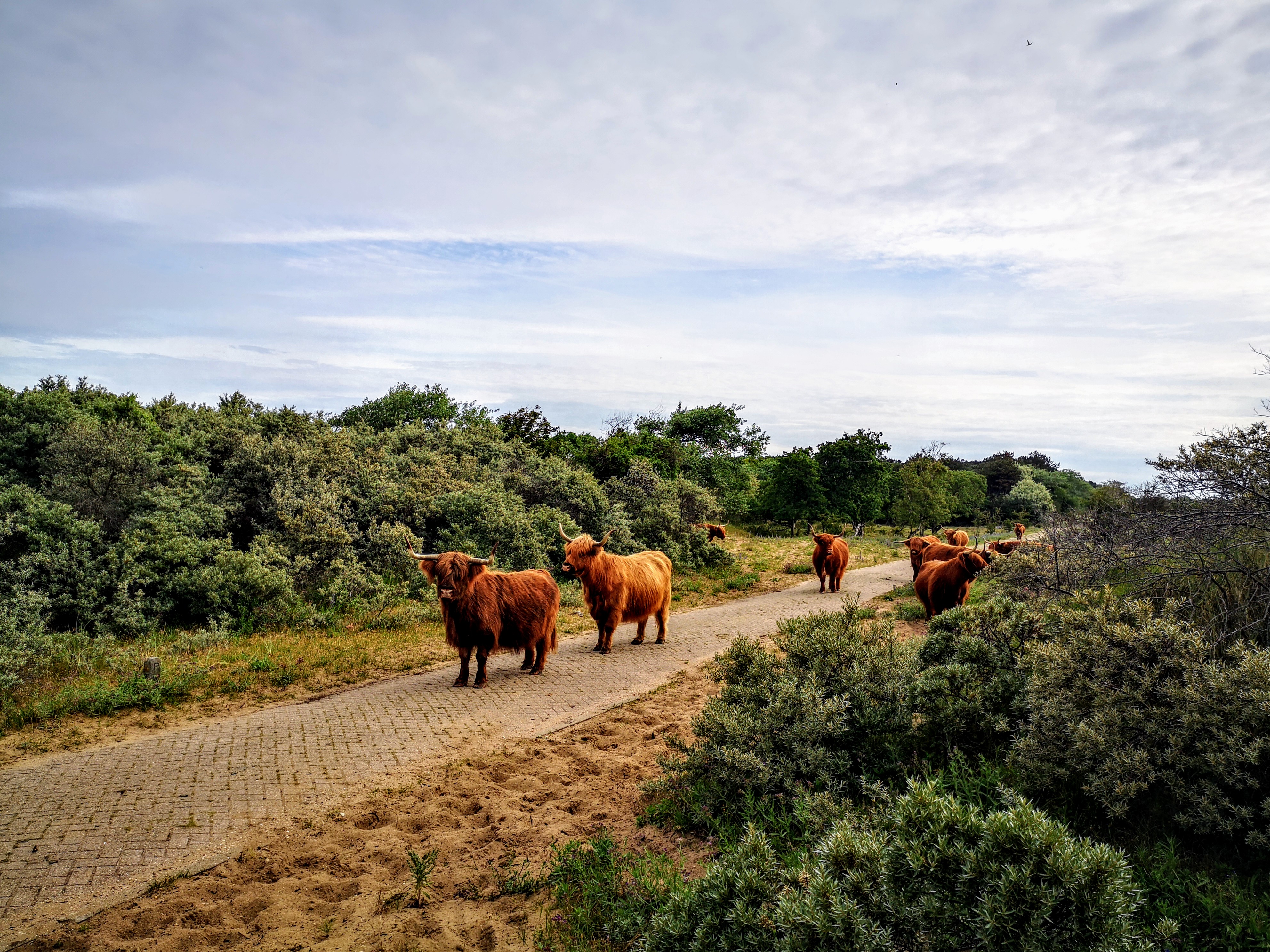 Hiking the Dutch Coastal path 2 - Long distance hiking path in The Netherlands