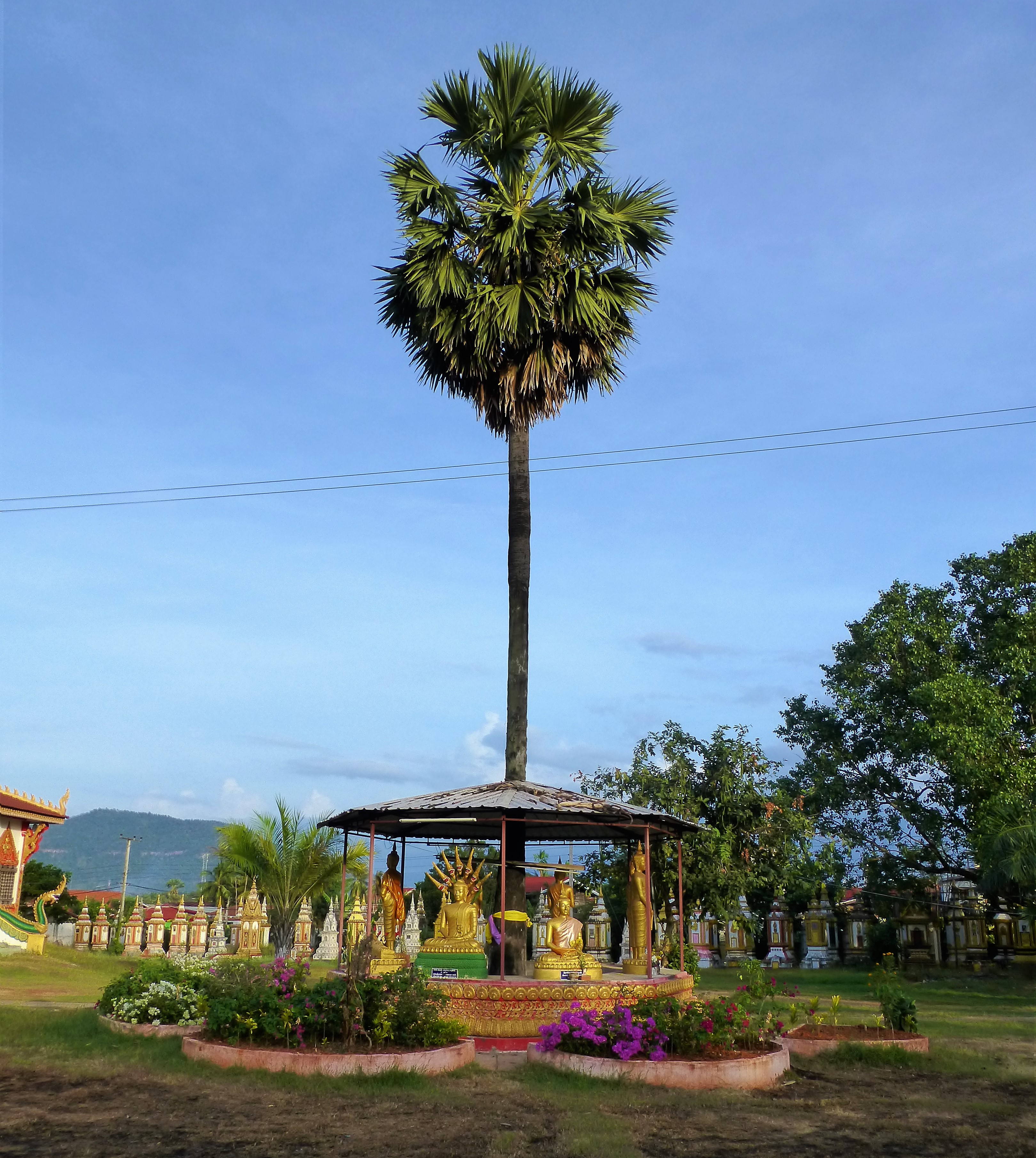 Travel Guide Pakse - Laos / What to do near Pakse - Bolaven Plateau