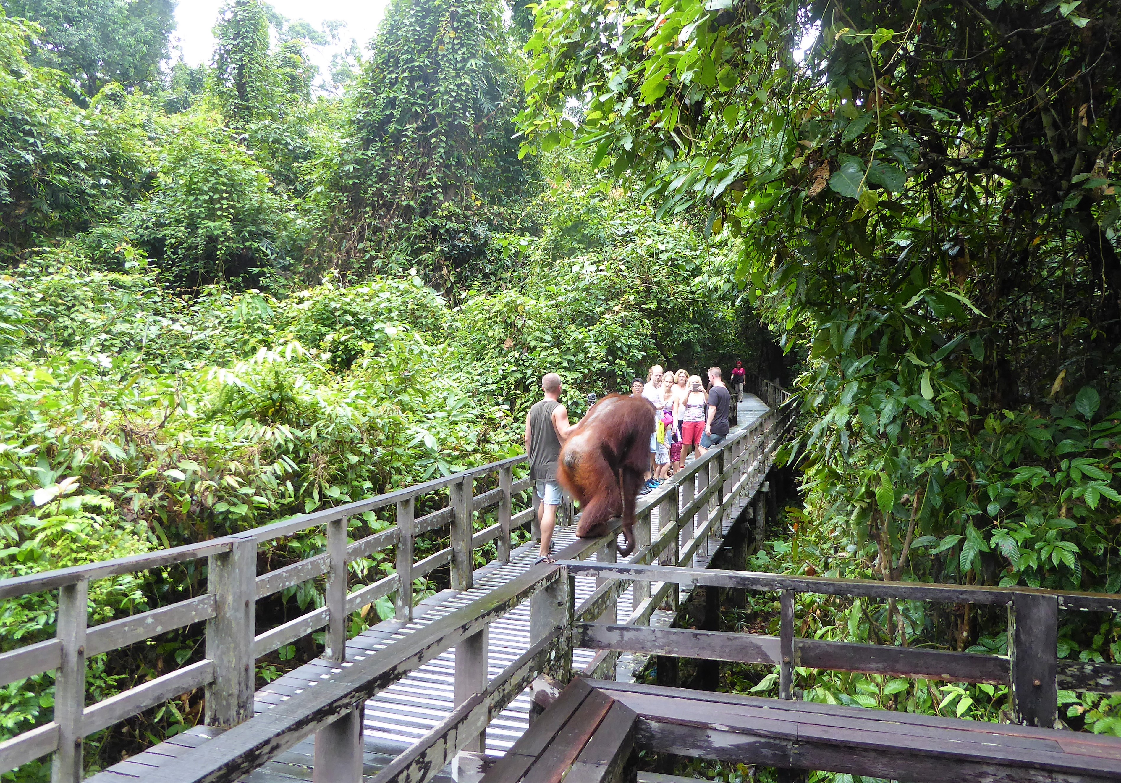 Reisgids Sepilok, Borneo - Maleisië / Wat te doen in Sepilok, Sabah