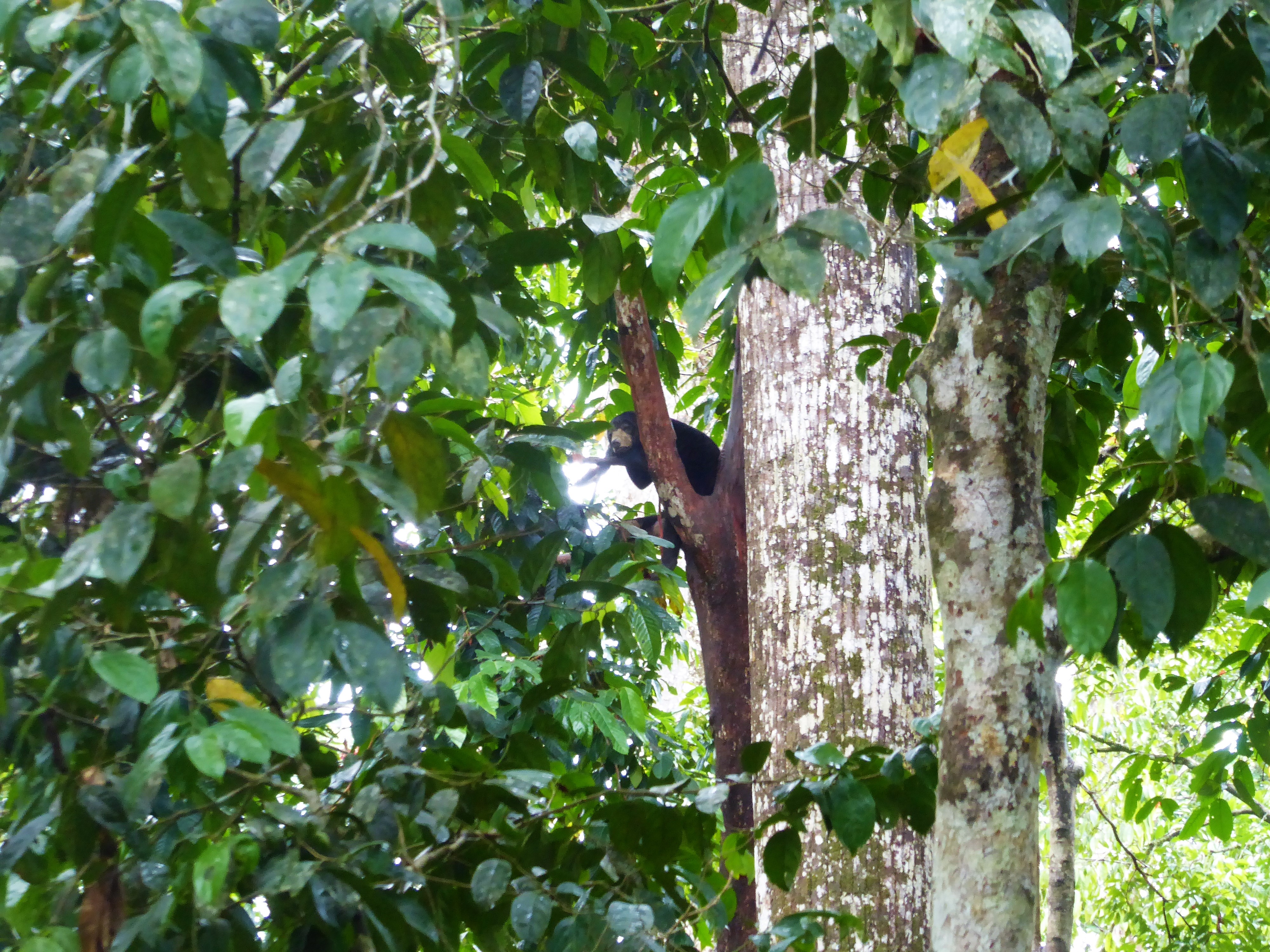 Reisgids Sepilok, Borneo - Maleisië / Wat te doen in Sepilok, Sabah