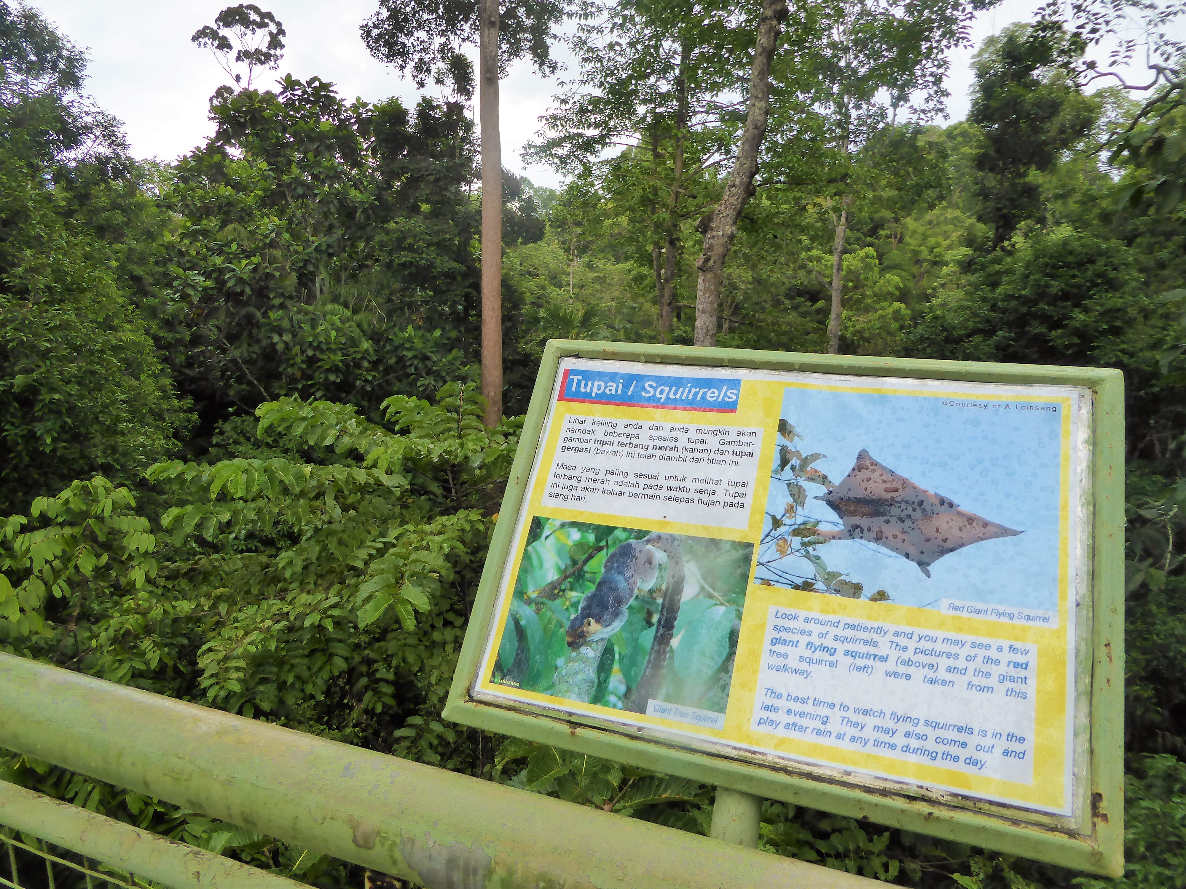 Reisgids Sepilok, Borneo - Maleisië / Wat te doen in Sepilok, Sabah