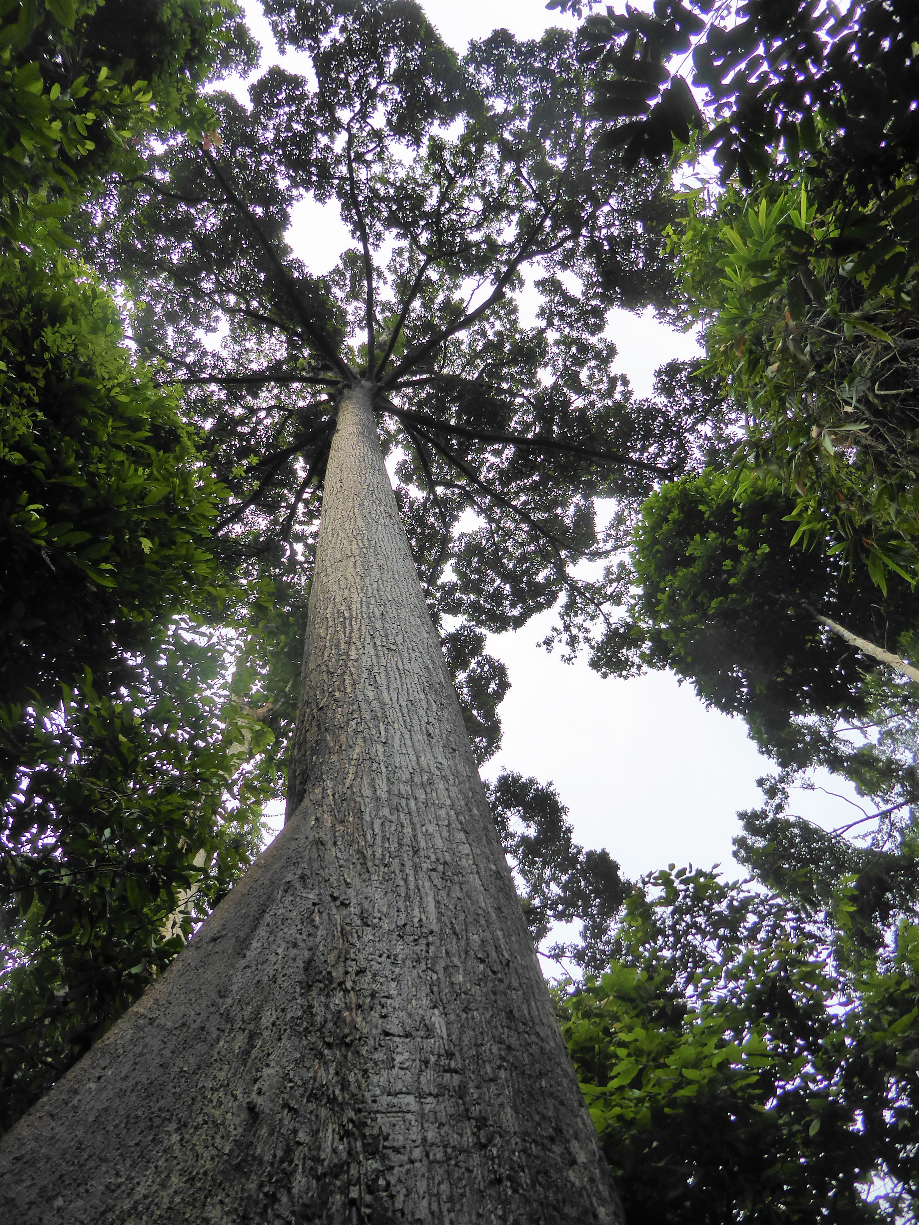 Reisgids Sepilok, Borneo - Maleisië / Wat te doen in Sepilok, Sabah