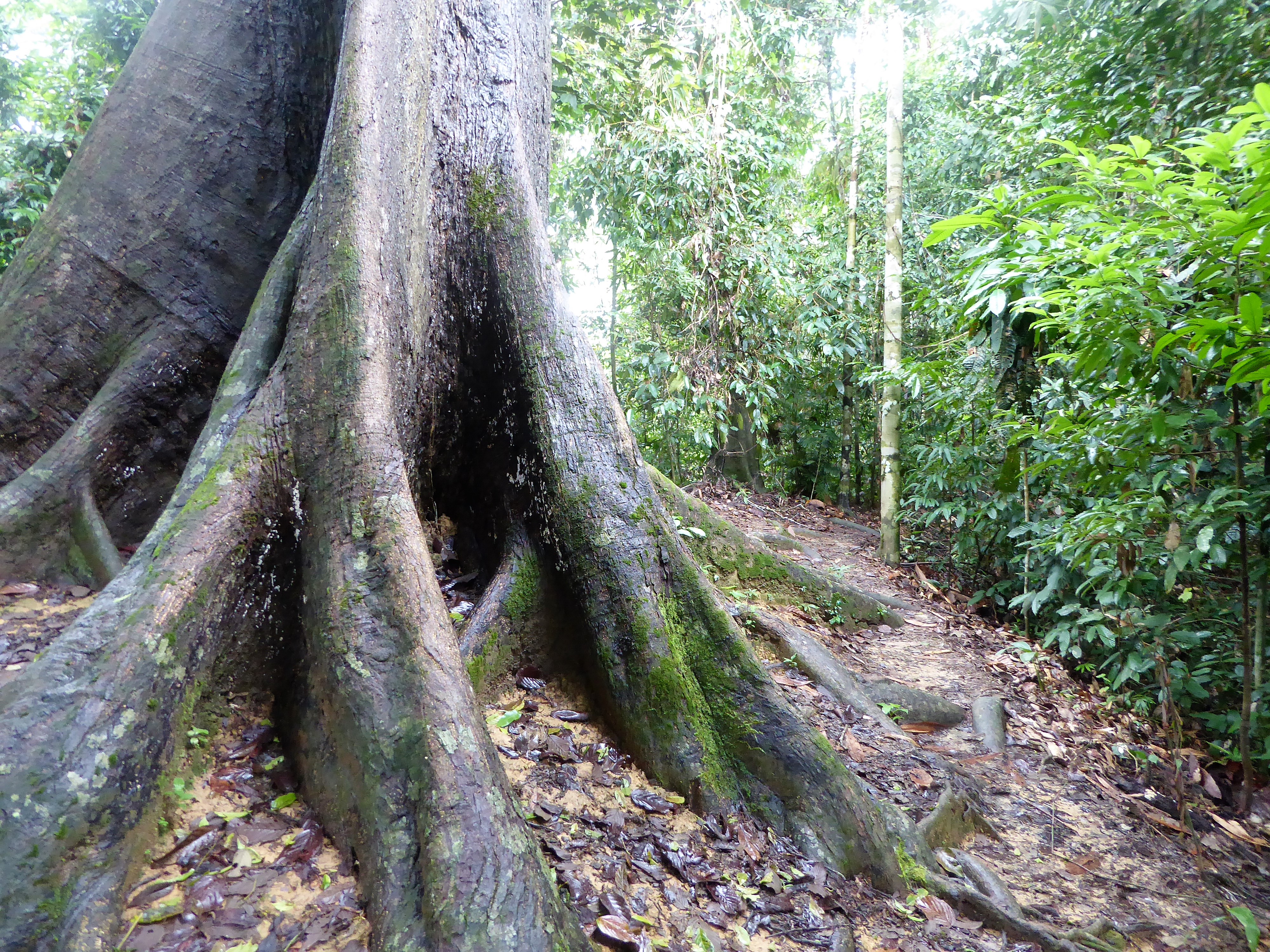 Reisgids Sepilok, Borneo - Maleisië / Wat te doen in Sepilok, Sabah