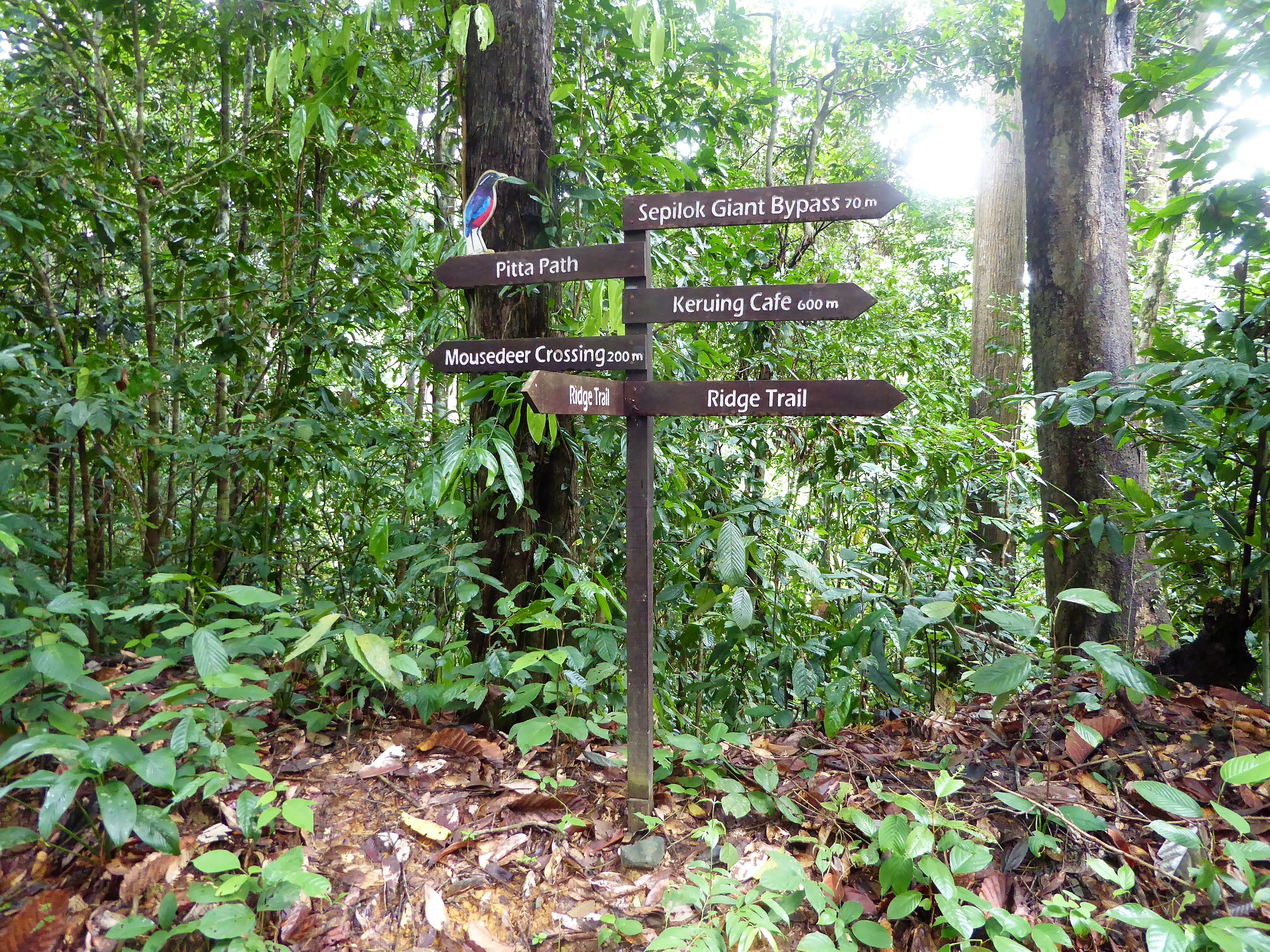 Reisgids Sepilok, Borneo - Maleisië / Wat te doen in Sepilok, Sabah