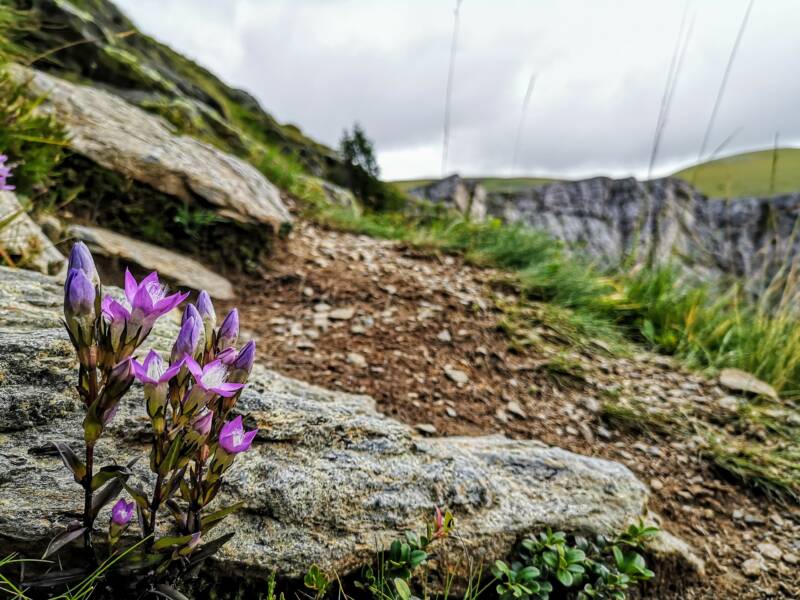 Alpenwandeling Alpe Adria Trail, Oostenrijk 