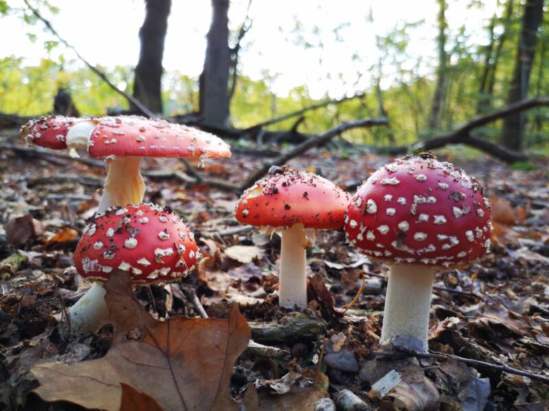  rood met witte stippen paddenstoelen!!