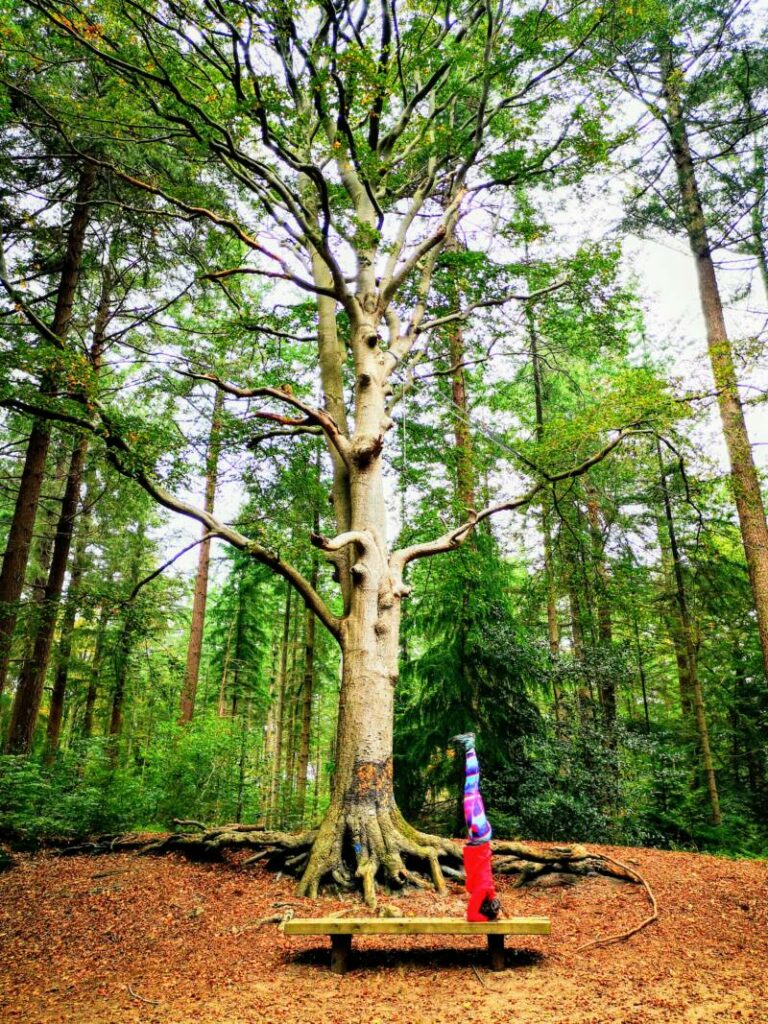 Wilhelminaoord - Frederiksoord - My Most Beautiful Hikes in Overijssel - The Netherlands