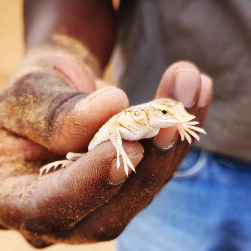 De diversiteit in de Namib woestijn Namibië - Bezienswaardigheden van Namibië