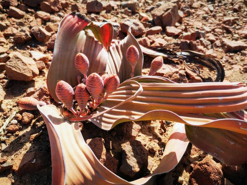 Welwitchia at Palmwag Namibia - Natural Heritage of Namibia