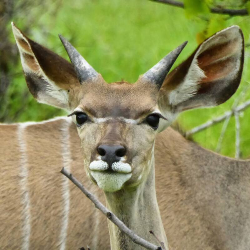 Curious Kudu in Etosha NP