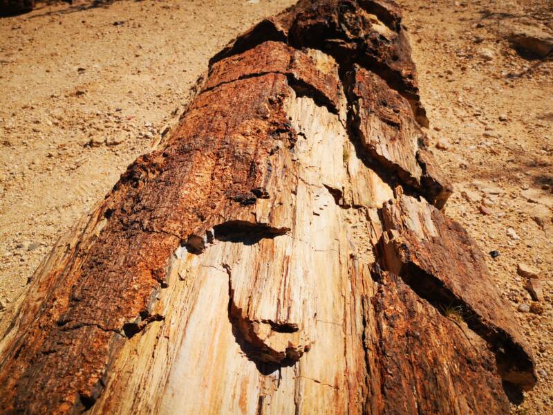 Bezienswaardigheden van Namibië - Petrified forest 