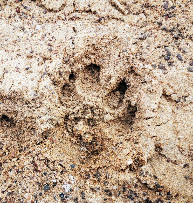 Leeuwen in de Namib woestijn Namibië 