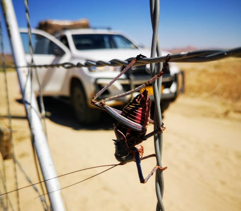 Op safari met je 4WD in Namibië 