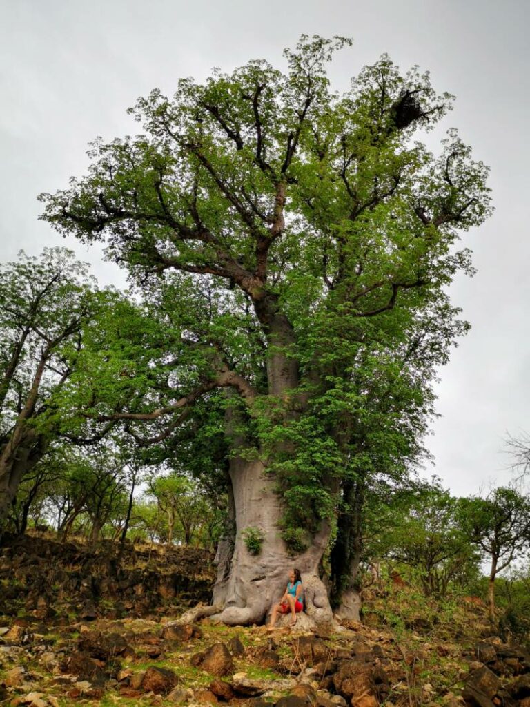 Baobab boom in Namibië langs de weg 