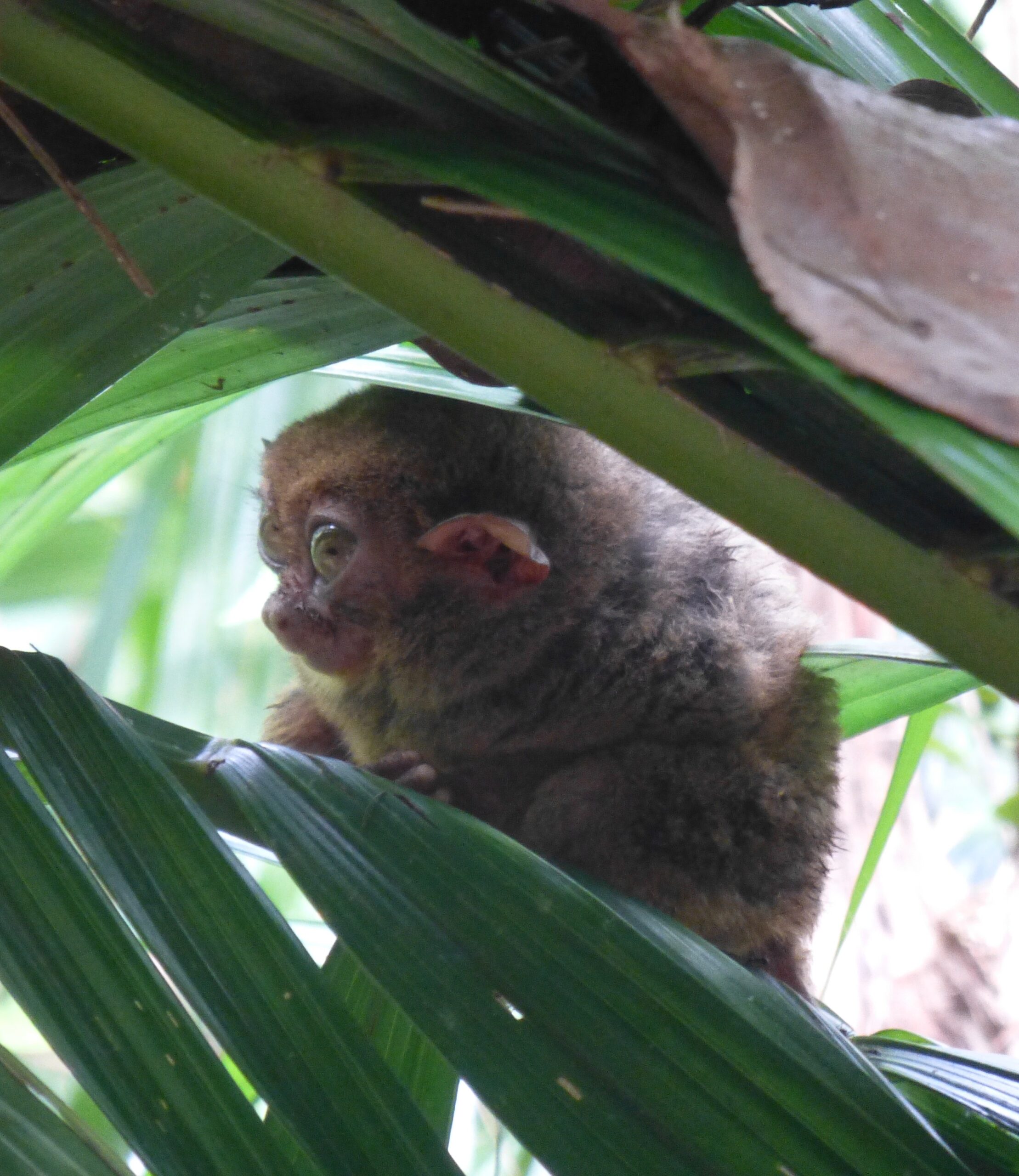 Tarsier Monkey - Bohol