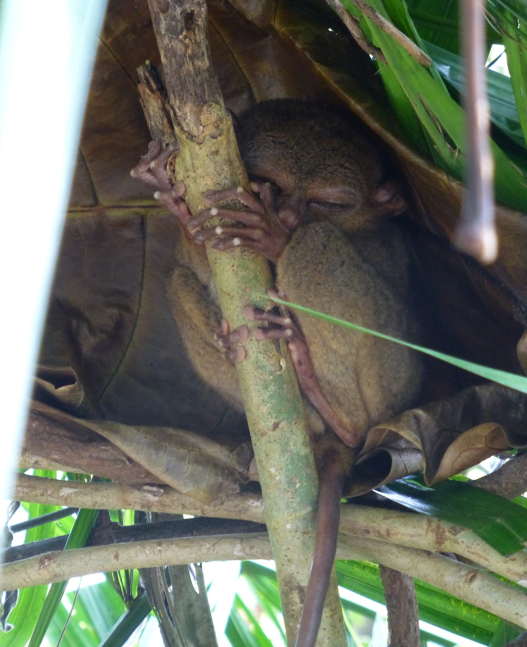 Tarsier Monkey - Bohol