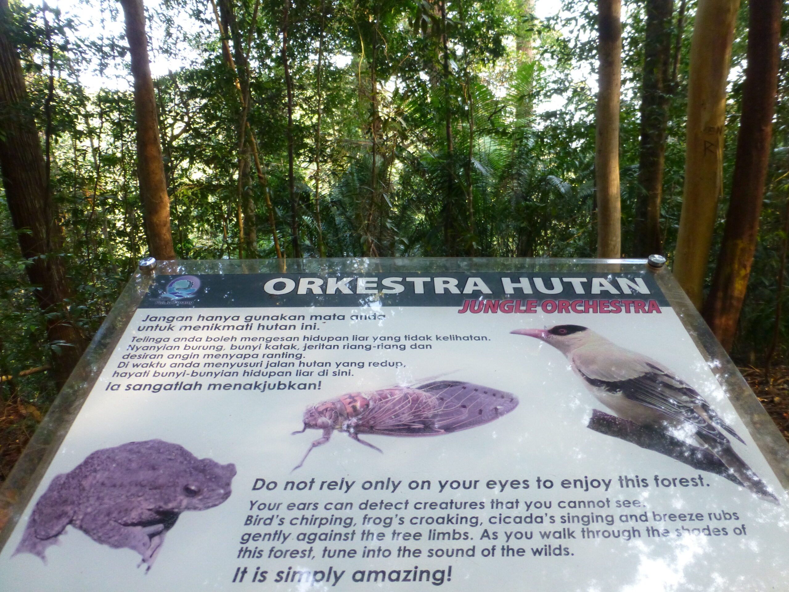Hiking Pulau Penang NP