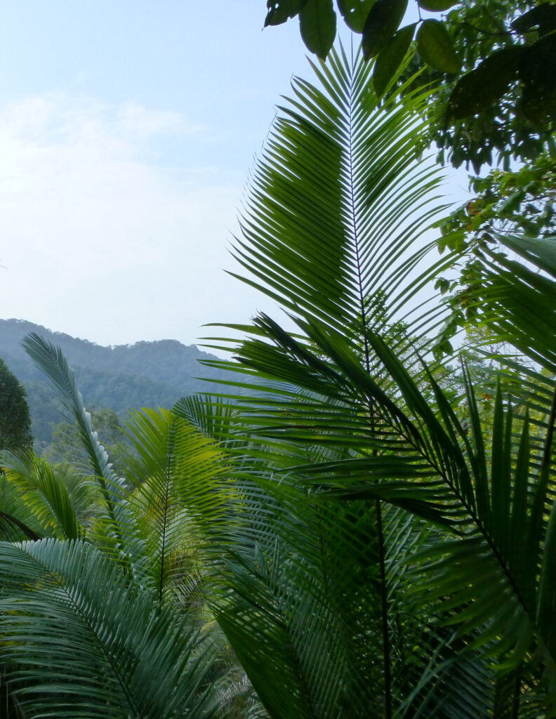 Hiking in Pulau Penang National Park