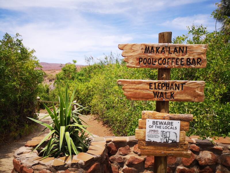 Palmwag Namibia: Unforgettable Encounter with Desert Elephant Jimbo and the Ancient Welwitschia