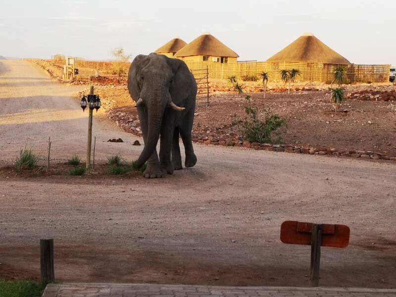 Palmwag Namibia: Unforgettable Encounter with Desert Elephant Jimbo and the Ancient Welwitschia
