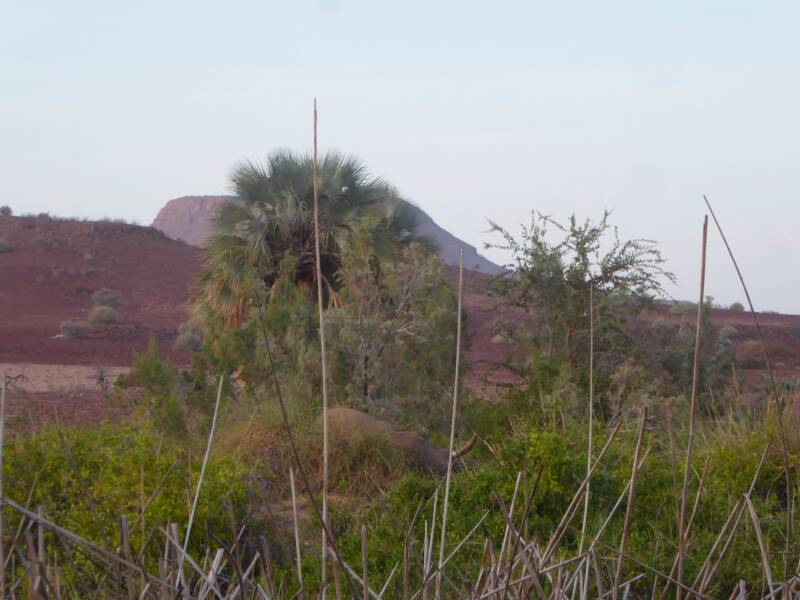 Palmwag Namibia: Unforgettable Encounter with Desert Elephant Jimbo and the Ancient Welwitschia