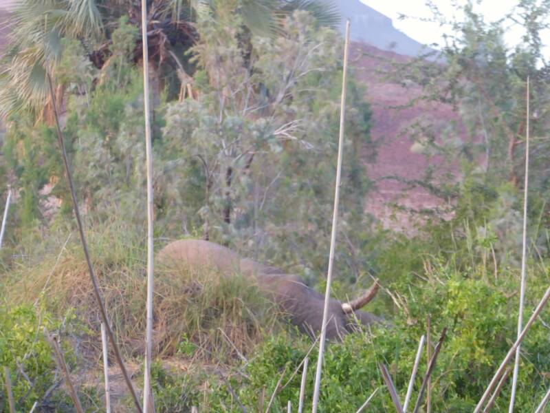 Palmwag Namibia: Unforgettable Encounter with Desert Elephant Jimbo and the Ancient Welwitschia