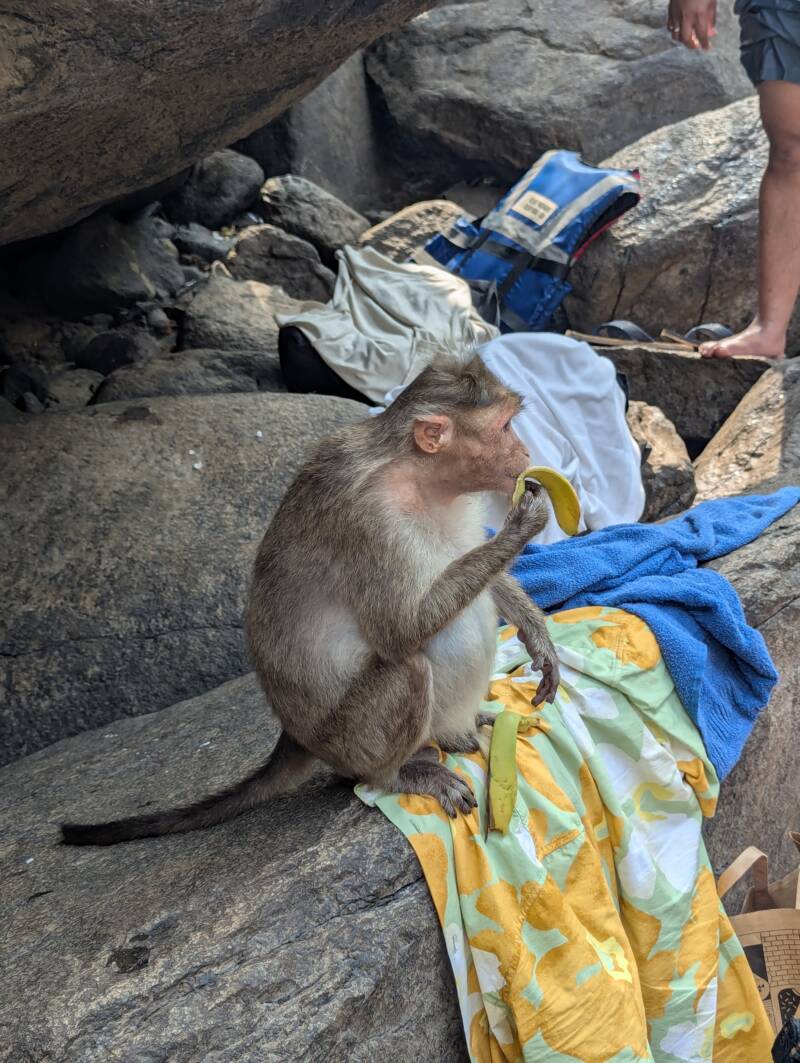 A monkey eating my banana - Dudhsagar Falls, Goa