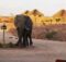 Palmwag Desert Elephants Namibia