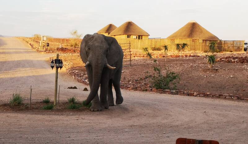 Palmwag Desert Elephants Namibia