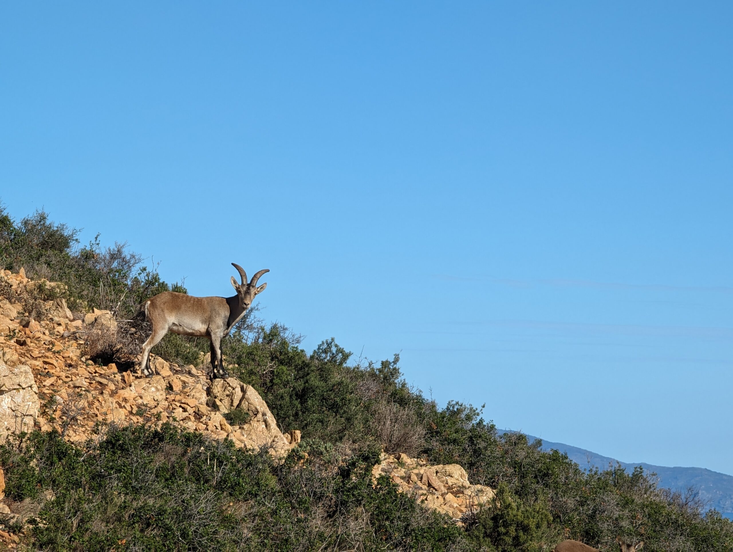 Wildlife while Hiking in Spain Cami de Ronda,