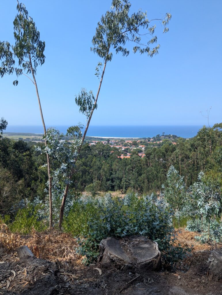 View on the portugues camino