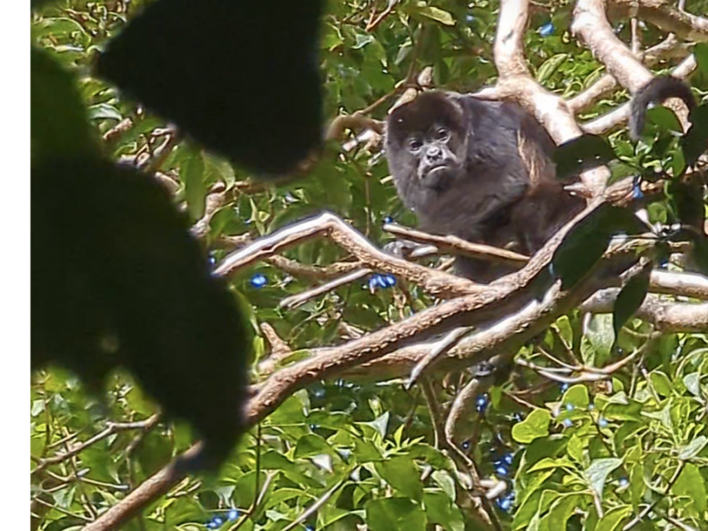 Howler Monkey screenshot costa rica