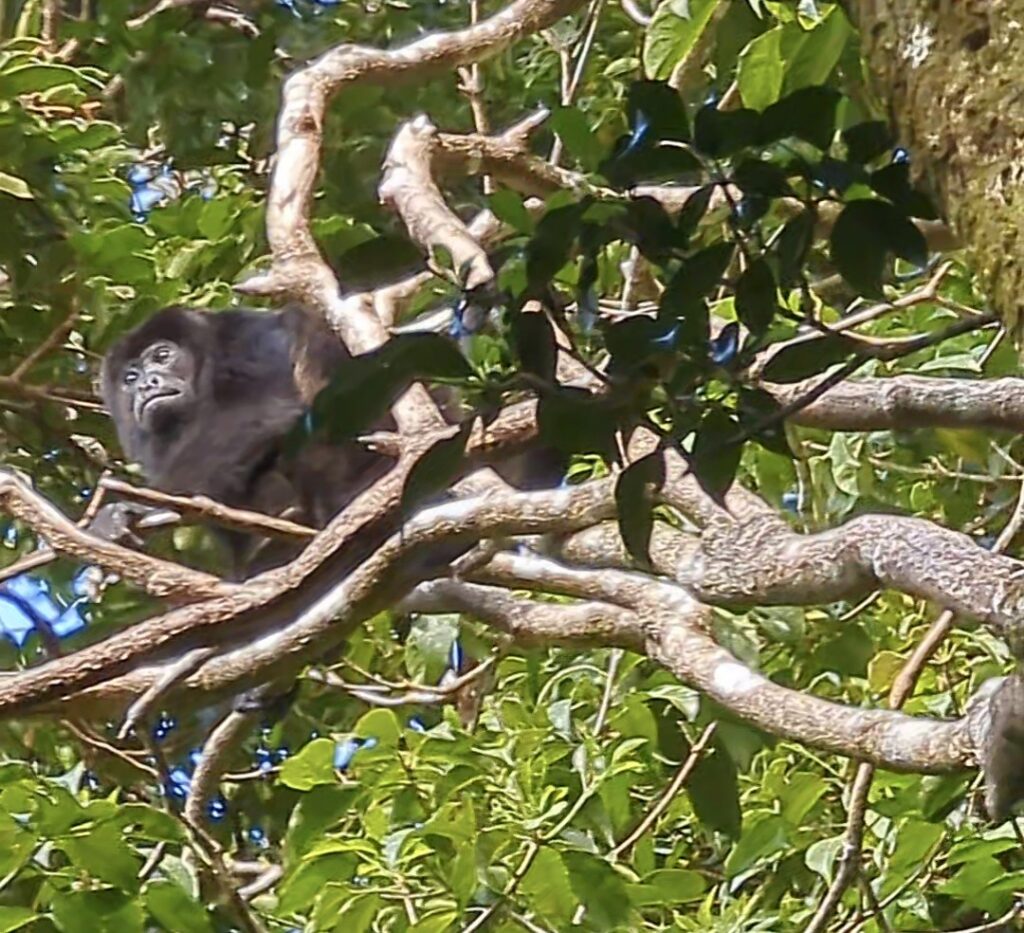 Howler Monkey screenshot costa rica