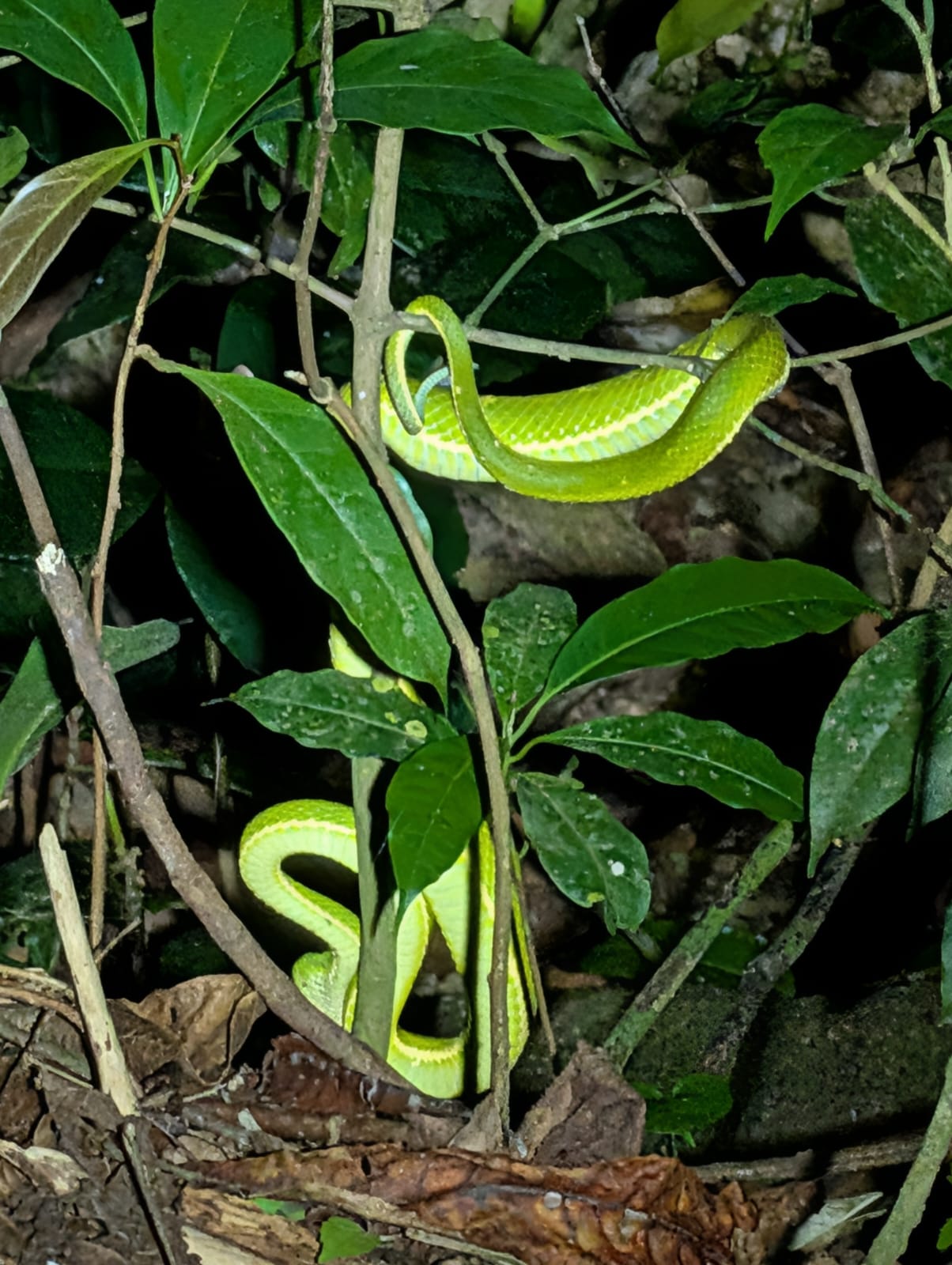 Snake seen at Nightwalk Monteverde