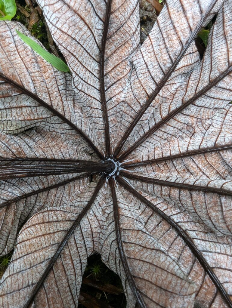 Catarada Del Toro - Costa Rica