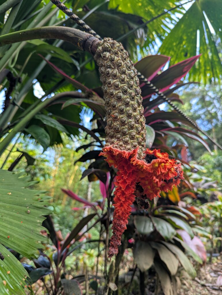 The Garden at Princesa de la Luna - La Fortuna