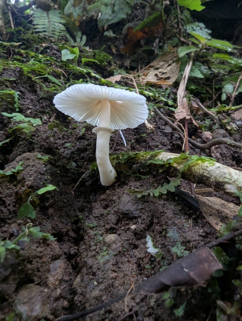 Nature in Mistico Park - Costa Rica