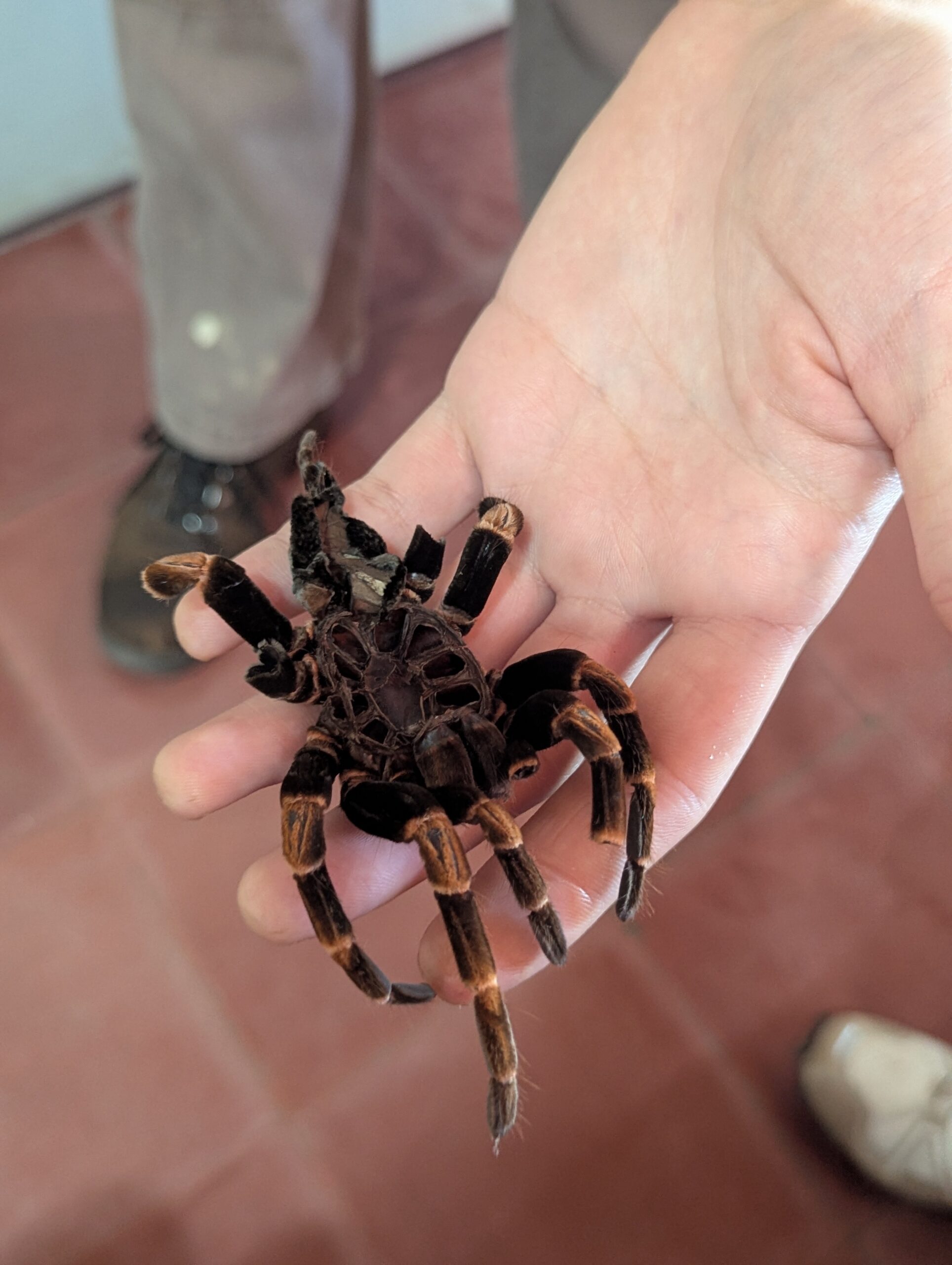 Monteverde Butterfly Garden - Costa Rica