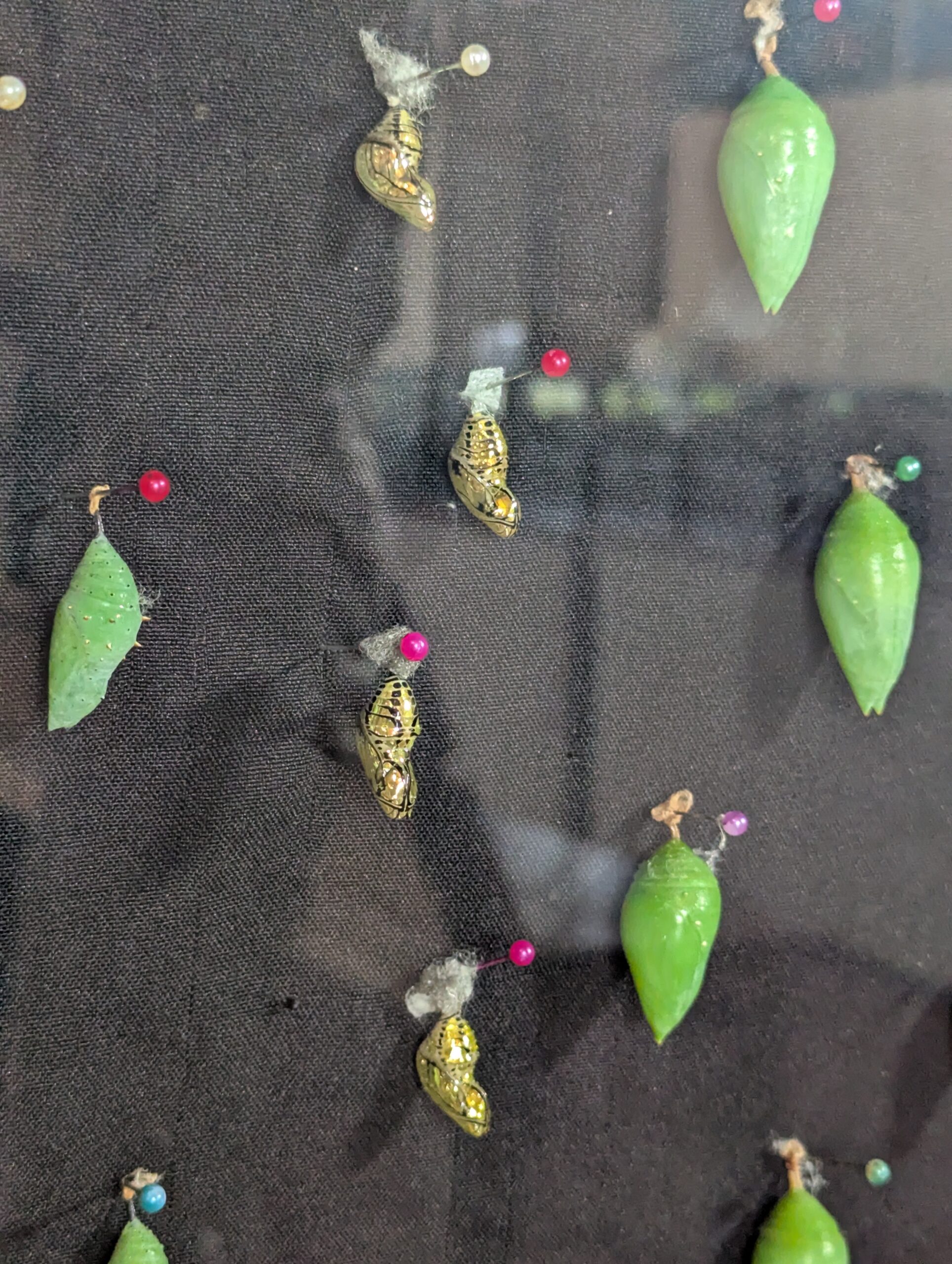 Monteverde Butterfly Garden - Costa Rica