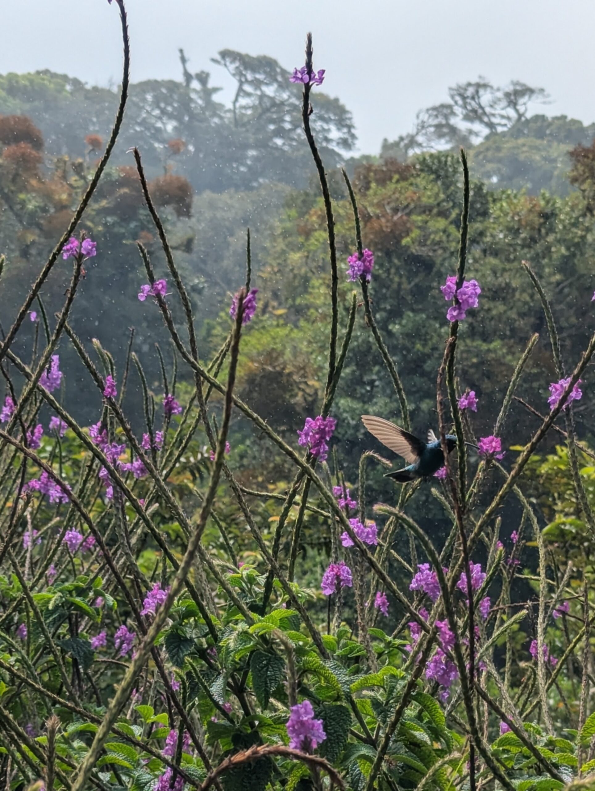 Hummingbird in the Cloudforest Monteverde - Costa Rica