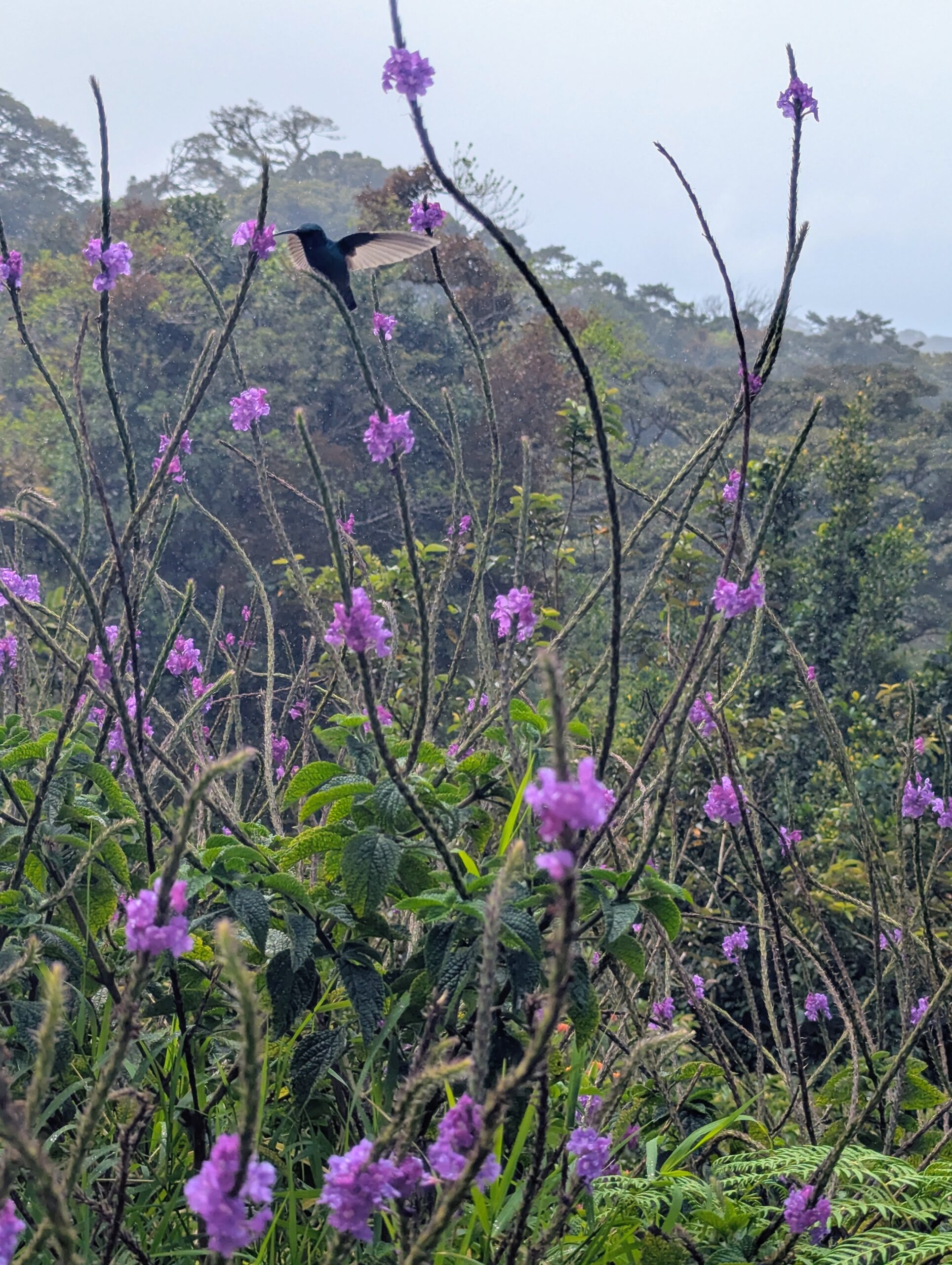Hummingbird in the Cloudforest Monteverde - Costa Rica