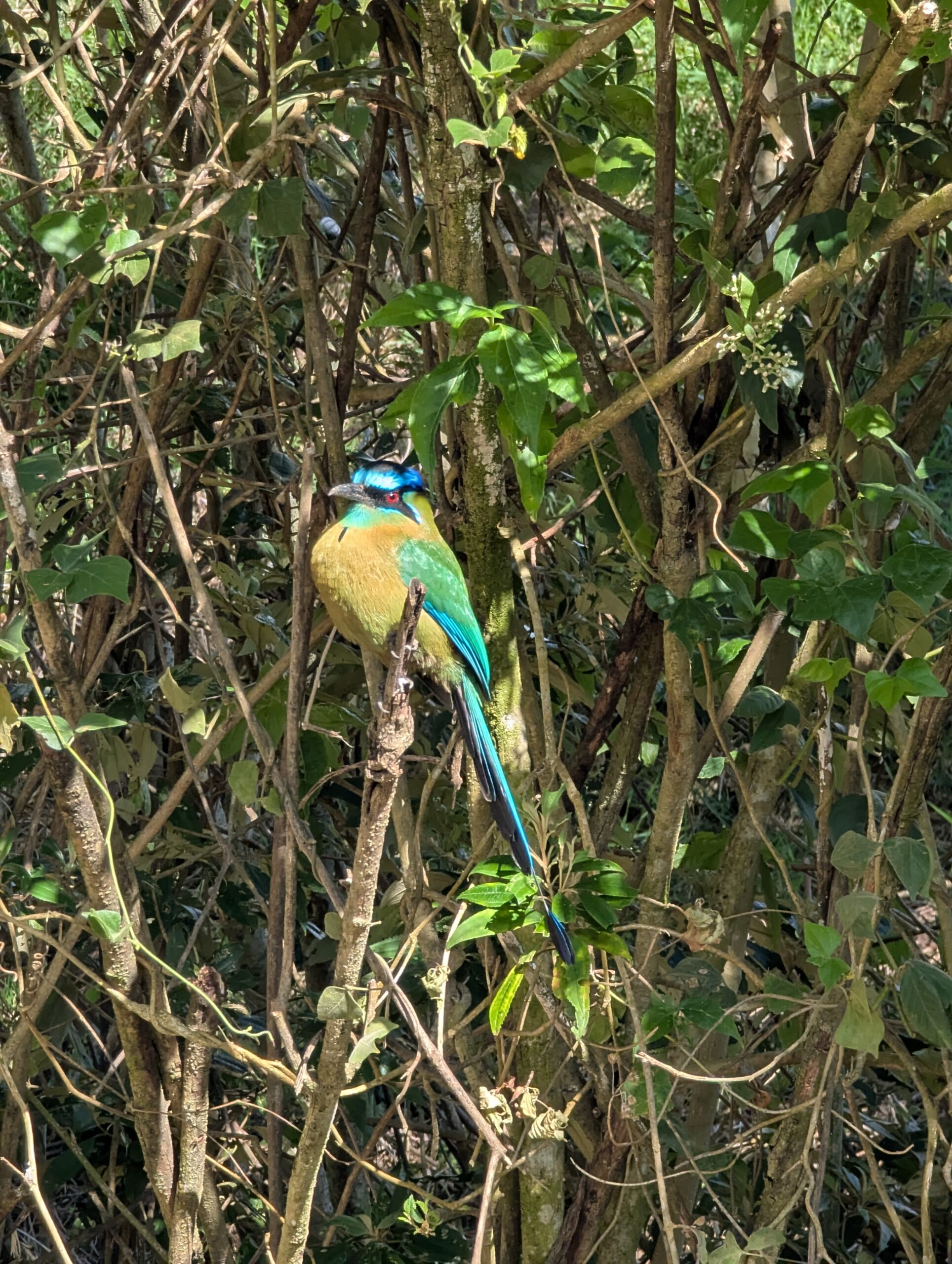 Hiking near the hotel Montana in Monteverde