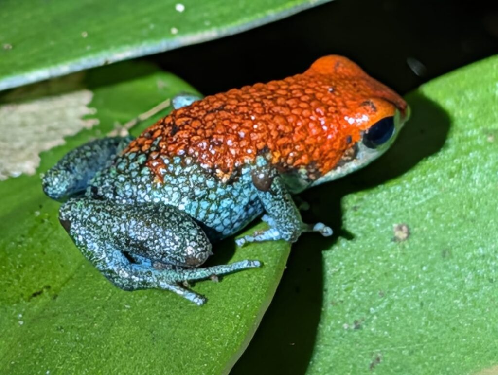 Drake Bay, Costa Rica: Snorkeling, Hiking and Wildlife in the Osa Peninsula's Wildest Corner