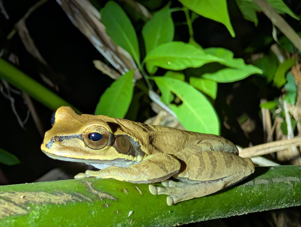 Drake Bay, Costa Rica: Snorkeling, Hiking and Wildlife in the Osa Peninsula's Wildest Corner