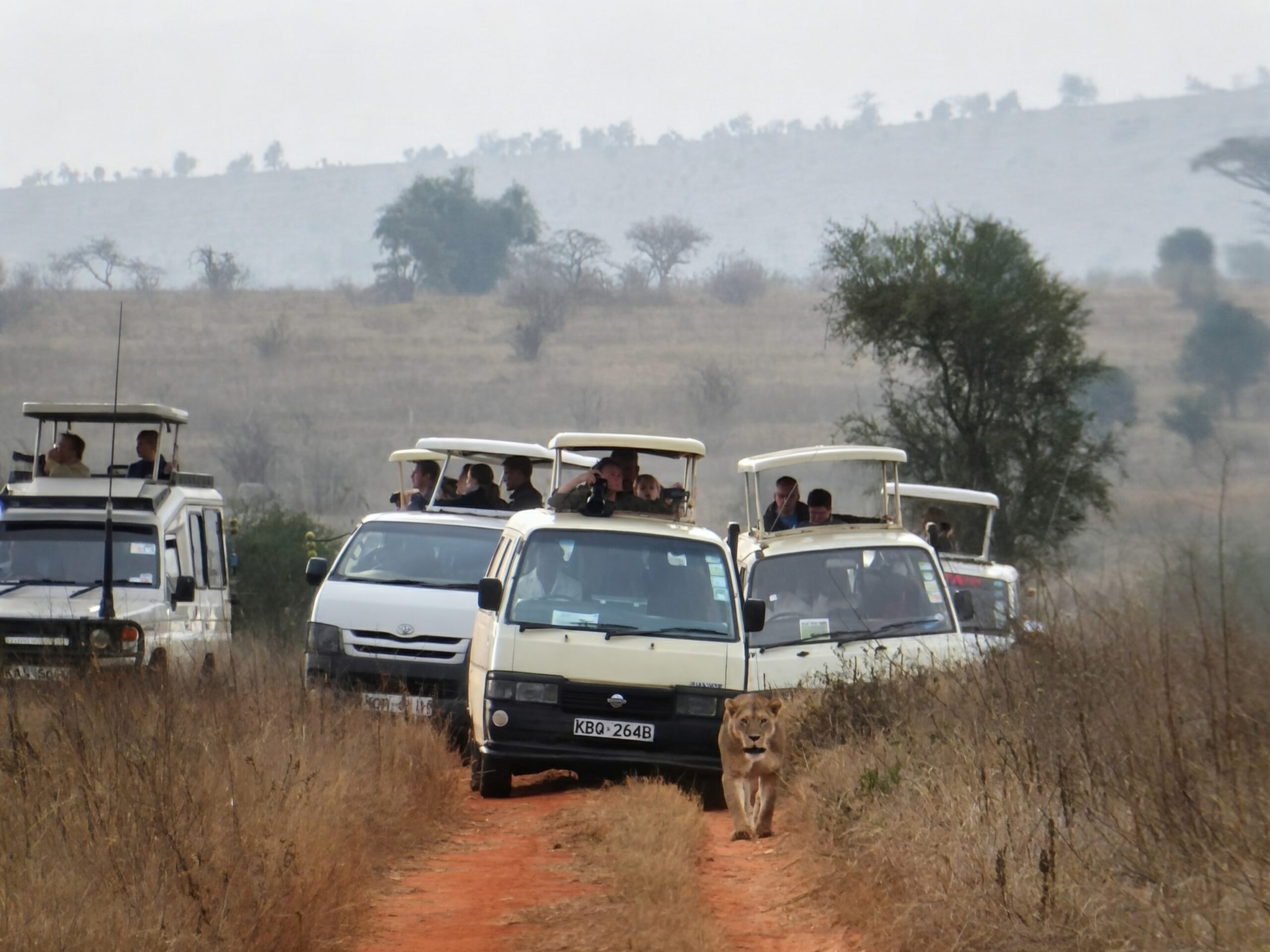 Safari Safety Rules